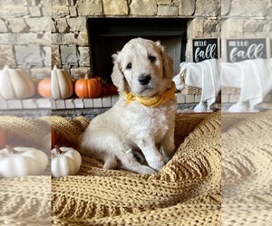 Goldendoodle Puppy for sale in CLAREMORE, OK, USA