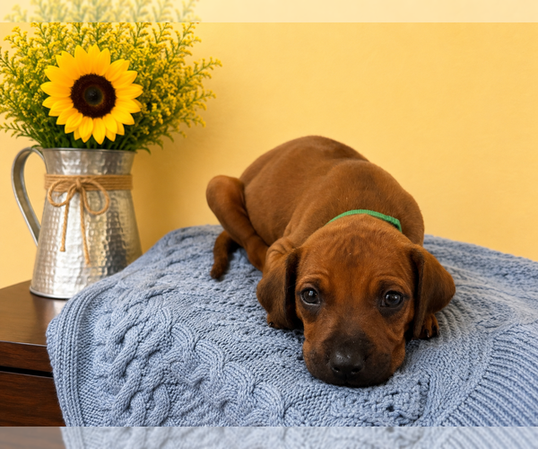 Medium Photo #2 Rhodesian Ridgeback Puppy For Sale in MADISON, GA, USA