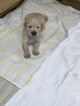 Small Photo #6 Golden Retriever Puppy For Sale in SUFFOLK, VA, USA