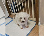 Small #2 Poodle (Miniature)
