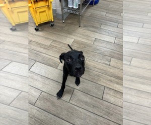 Labrador Retriever-Unknown Mix Dogs for adoption in Rowlett, TX, USA