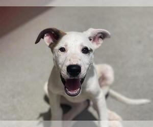 Labrador Retriever Dogs for adoption in Tulsa, OK, USA