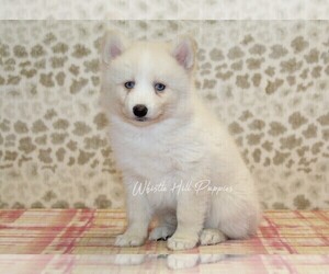 Pomsky Puppy for sale in DENVER, PA, USA