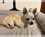 Small #16 Chihuahua