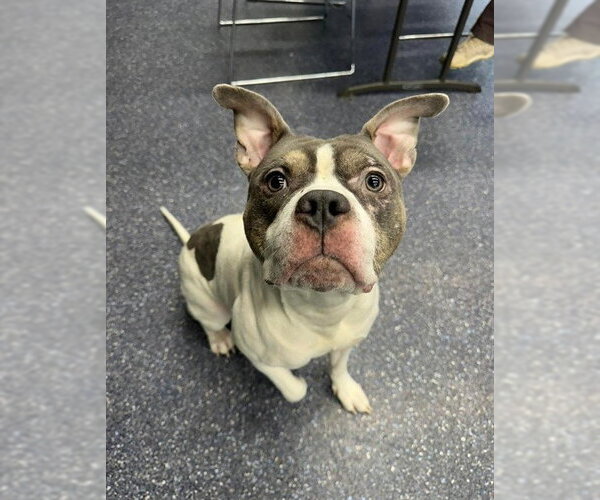Medium Photo #3  Puppy For Sale in , 