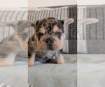 Small Photo #33 French Bulldog Puppy For Sale in GOSHEN, IN, USA