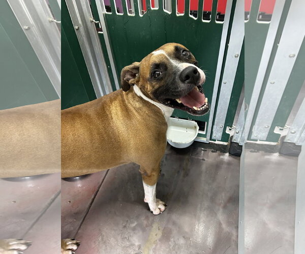 Medium Photo #2 Boxer Puppy For Sale in Corning, AR, USA