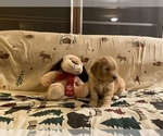Small Photo #3 Goldendoodle Puppy For Sale in ROSCOMMON, MI, USA