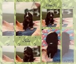 Small Photo #11 Miniature Australian Shepherd Puppy For Sale in BLMGTN, IN, USA