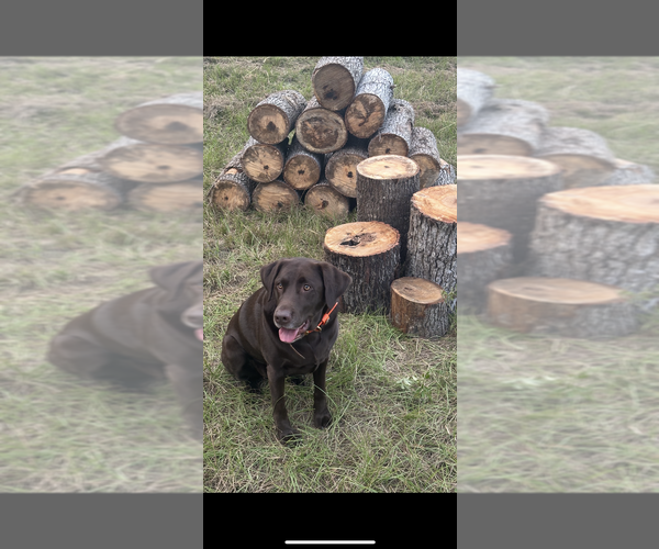 Medium Photo #1 Labrador Retriever Puppy For Sale in INDIANAPOLIS, IN, USA