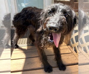 Miley May 26 - Female Miniature Labradoodle Dog for Adoption - Photo #9