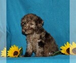 Small Photo #3 Poodle (Miniature) Puppy For Sale in CHRISTIANA, PA, USA