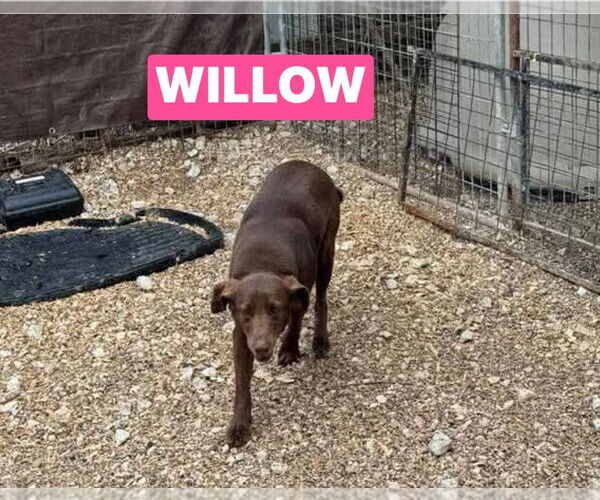 Medium Photo #2 Labrador Retriever-Unknown Mix Puppy For Sale in Foristell, MO, USA