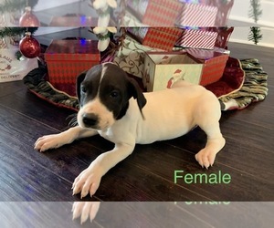 Great Dane Puppy for sale in CLANTON, AL, USA