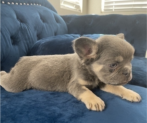 Medium Photo #5 French Bulldog Puppy For Sale in FRESNO, CA, USA