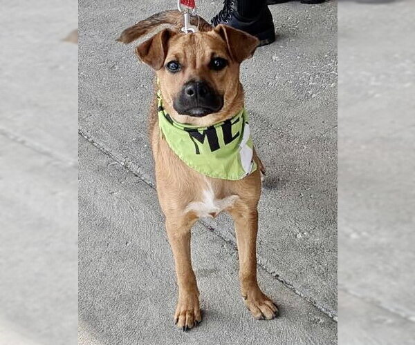 Medium Photo #12 Mountain Cur-Unknown Mix Puppy For Sale in Mount Laurel, NJ, USA