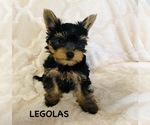 Small Photo #1 Yorkshire Terrier Puppy For Sale in ANTRIM, NH, USA