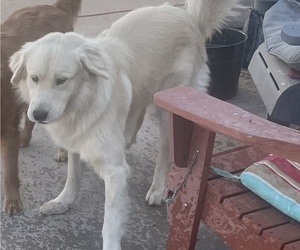 Father of the English Cream Golden Retriever puppies born on 06/03/2025