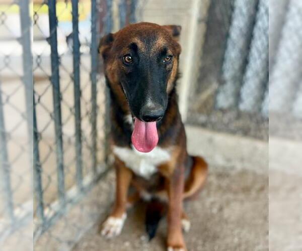 Medium Photo #2 Mutt Puppy For Sale in Riverside, CA, USA