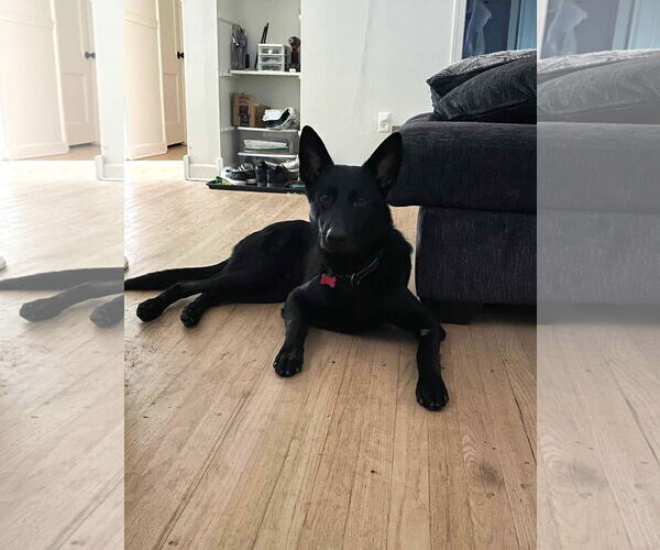 Medium Photo #10 German Shepherd Dog Puppy For Sale in Gretna, NE, USA