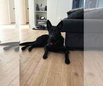 Small #9 German Shepherd Dog