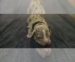 Small #2 American Bully