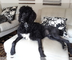 Small Photo #7 Poodle (Standard) Puppy For Sale in NASHVILLE, TN, USA