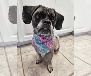 Puggle Dogs for adoption in Valrico, FL, USA