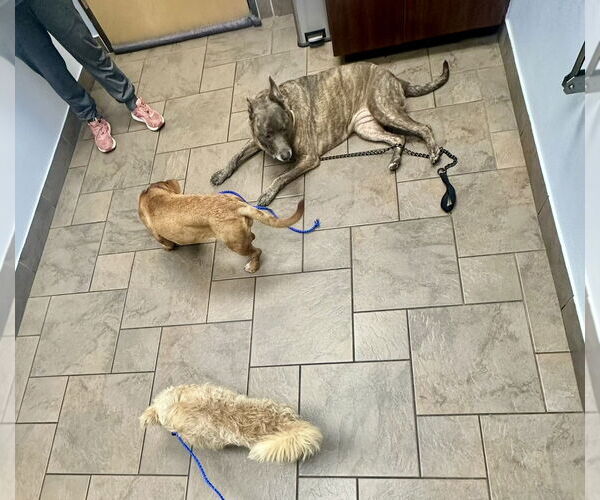 Medium Photo #19 Mutt Puppy For Sale in Houston, TX, USA