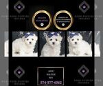 Puppy Arctic Maltese