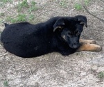 Small Photo #2 German Shepherd Dog Puppy For Sale in POTTSVILLE, AR, USA