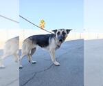 Small German Shepherd Dog