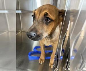 Mutt Dogs for adoption in Chula Vista, CA, USA