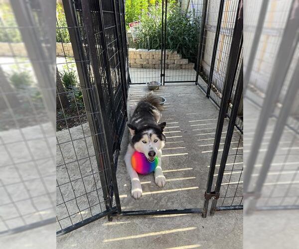 Medium Photo #2 Huskies -Unknown Mix Puppy For Sale in San Antonio, TX, USA