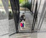 Small Photo #2 Huskies -Unknown Mix Puppy For Sale in San Antonio, TX, USA