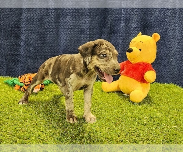 Medium Photo #5 Catahoula Leopard Dog Puppy For Sale in CUMBY, TX, USA