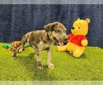 Small #4 Catahoula Leopard Dog