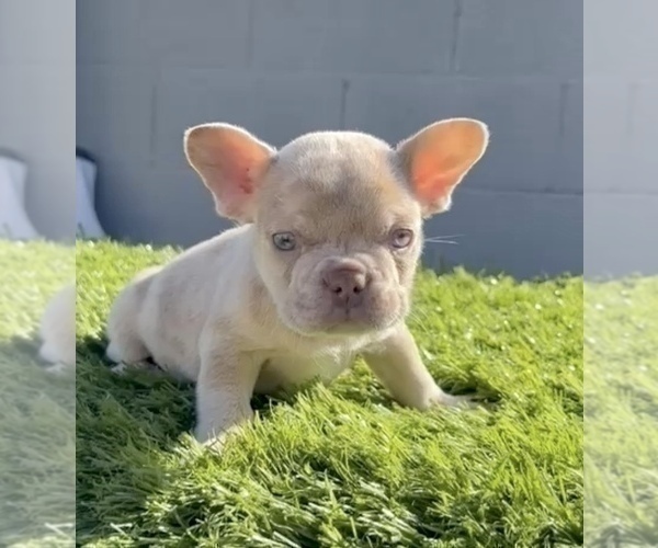 Medium Photo #9 French Bulldog Puppy For Sale in PHOENIX, AZ, USA