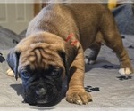 Small Photo #7 Boxer Puppy For Sale in LINN GROVE, IN, USA