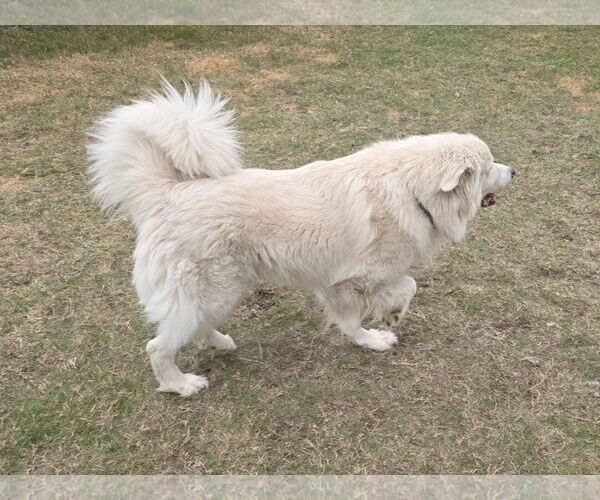 Medium Photo #16 Chow Chow-Great Pyrenees Mix Puppy For Sale in Houston, TX, USA