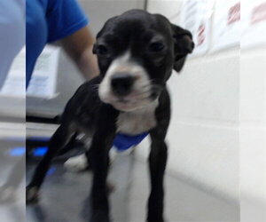 American Staffordshire Terrier-Unknown Mix Dogs for adoption in Fayetteville, NC, USA