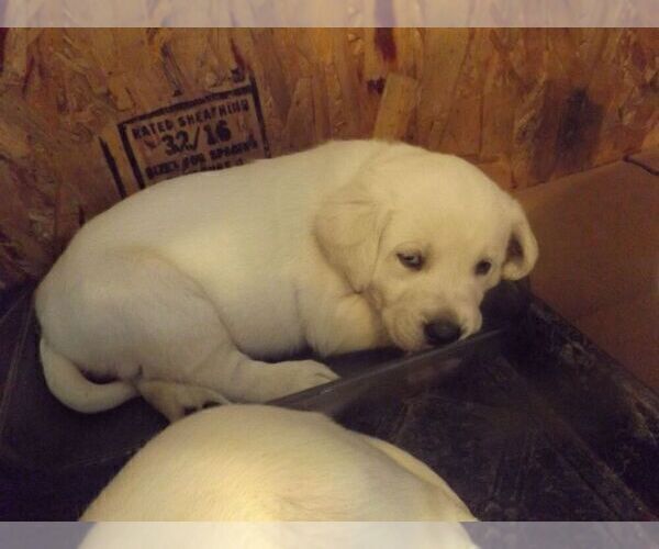 Medium Photo #13 Labrador Retriever Puppy For Sale in DAVENPORT, IA, USA