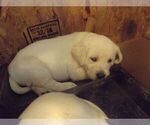 Small Photo #13 Labrador Retriever Puppy For Sale in DAVENPORT, IA, USA
