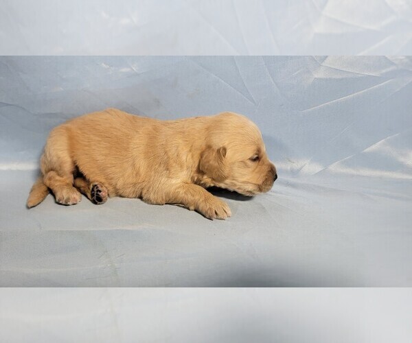 Medium Photo #7 Golden Retriever Puppy For Sale in FALCON, CO, USA