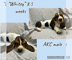 Puppy Whitey Basset Hound