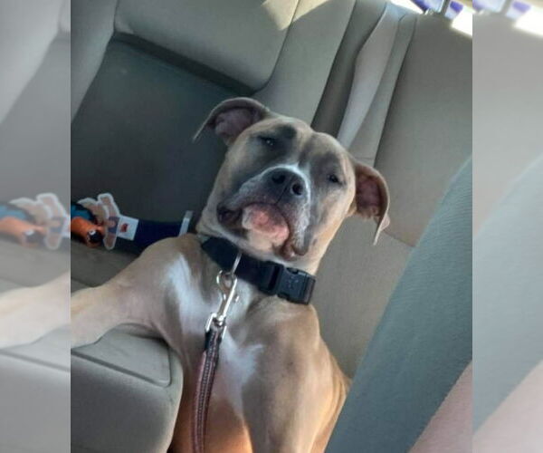 Medium Photo #7 Mutt Puppy For Sale in Farmington, MN, USA