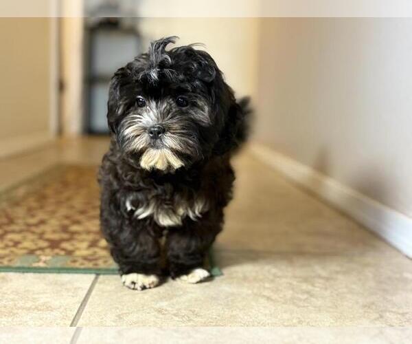 Medium Photo #4 Zuchon Puppy For Sale in TUCSON, AZ, USA