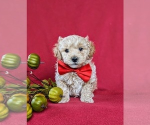 Bichpoo Puppy for sale in CHRISTIANA, PA, USA