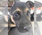 Small #7 German Shepherd Dog-Siberian Husky Mix