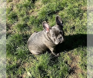French Bulldog Puppy for Sale in VANCOUVER, Washington USA